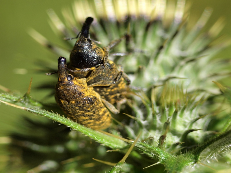 Curculionidae Larinus